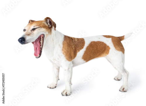Funny yawning, smiling, yelling, laughing dog with open mouth stands side. White background