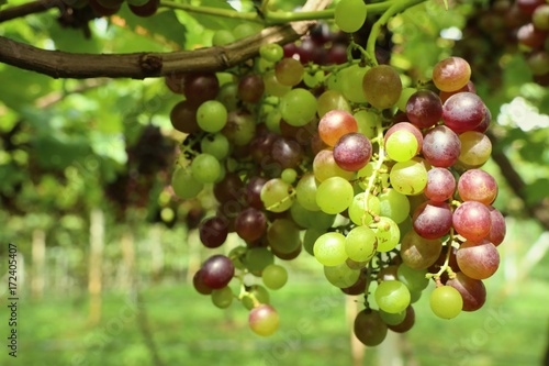 grapes