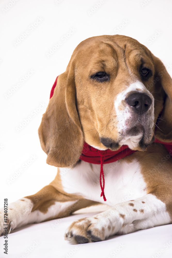 dog beagle in a scarf