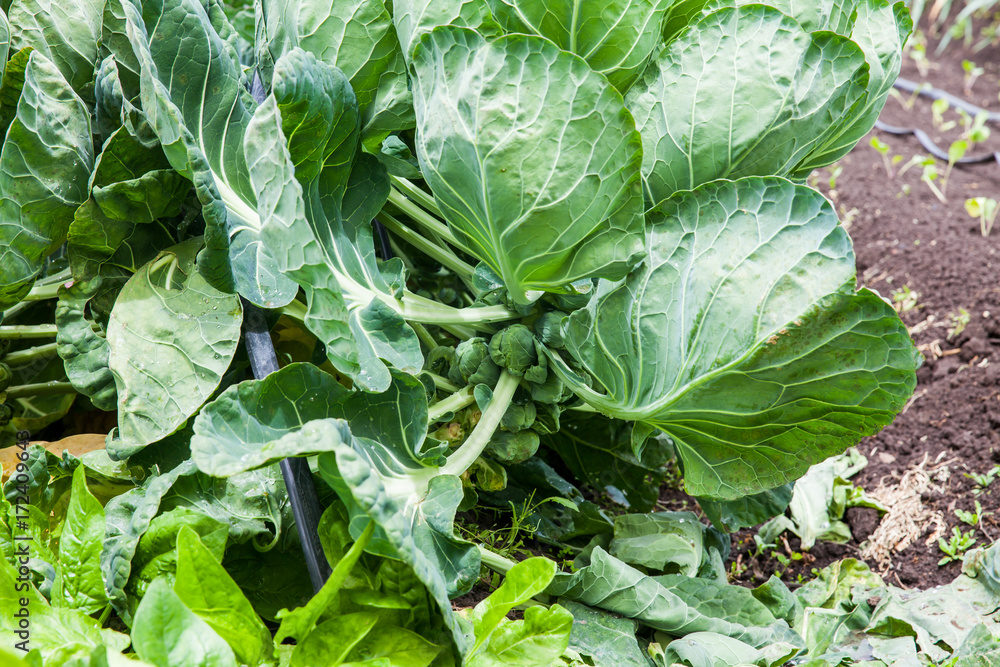 Brussels sprouts plant (Brassica oleracea) at cultivation field Brussels sprouts plant (Brassica oleracea) at cultivation field