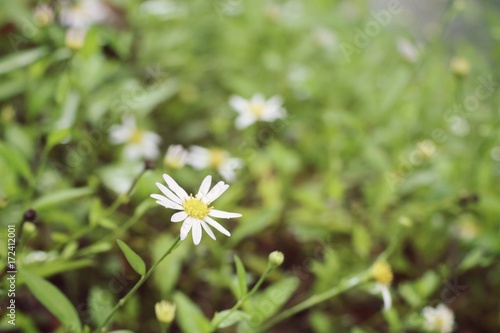 daisy flower field