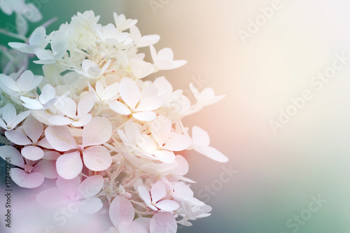 Fotografie, Tablou Abstract background of hydrangea paniculata flowers