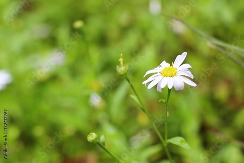 daisy flower field © oilslo