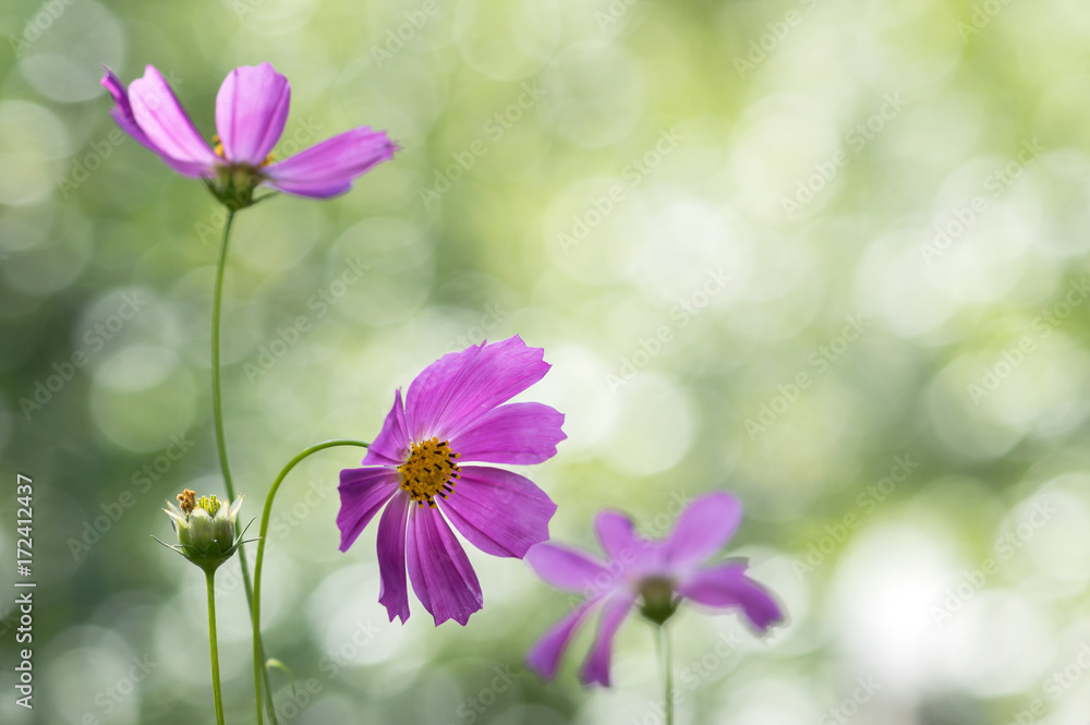 Delicate summer flowers on a beautiful background with bokeh.Selective focus Delicate summer flowers on a beautiful background with bokeh.Selective focus
