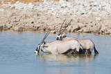 Oryx drinking from Okaukuejo waterhole in daylight. Wildlife Safari in Etosha National Park, the main travel destination in Namibia, Africa.