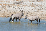 Oryx drinking from Okaukuejo waterhole in daylight. Wildlife Safari in Etosha National Park, the main travel destination in Namibia, Africa.
