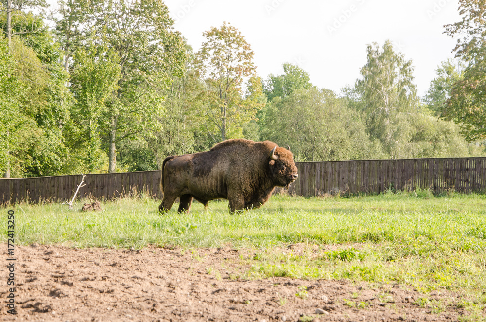 European bison European bison