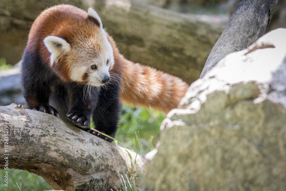 Obraz premium panda roux