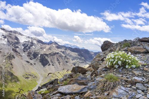 Mountain daisy. Color image