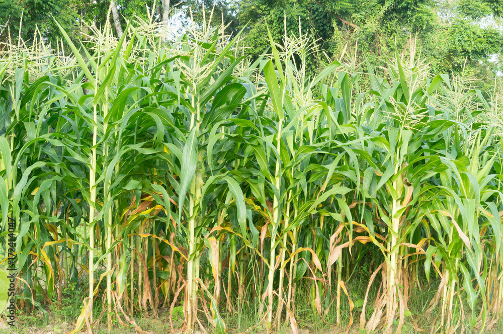 Corn field in rubber plantation Corn field in rubber plantation