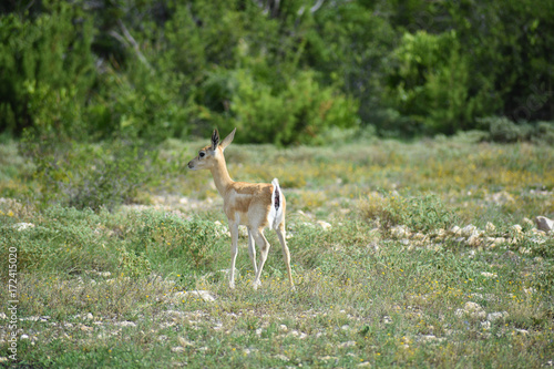 Black Buck Doe Antelope 