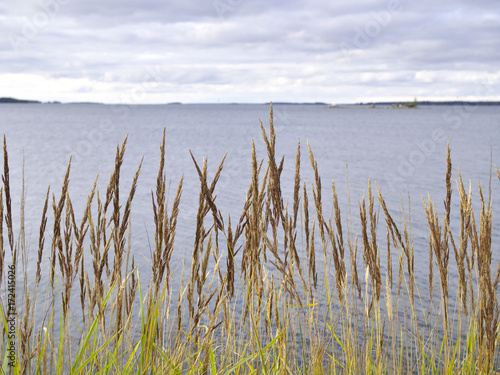 Fototapeta Naklejka Na Ścianę i Meble -  Grass growing by the sea. Natural background.