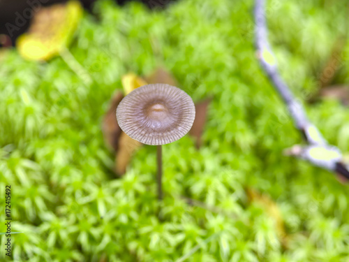 Thin legged brown mushroom closeup.