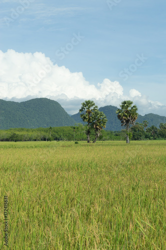 The rice field near mountain photo