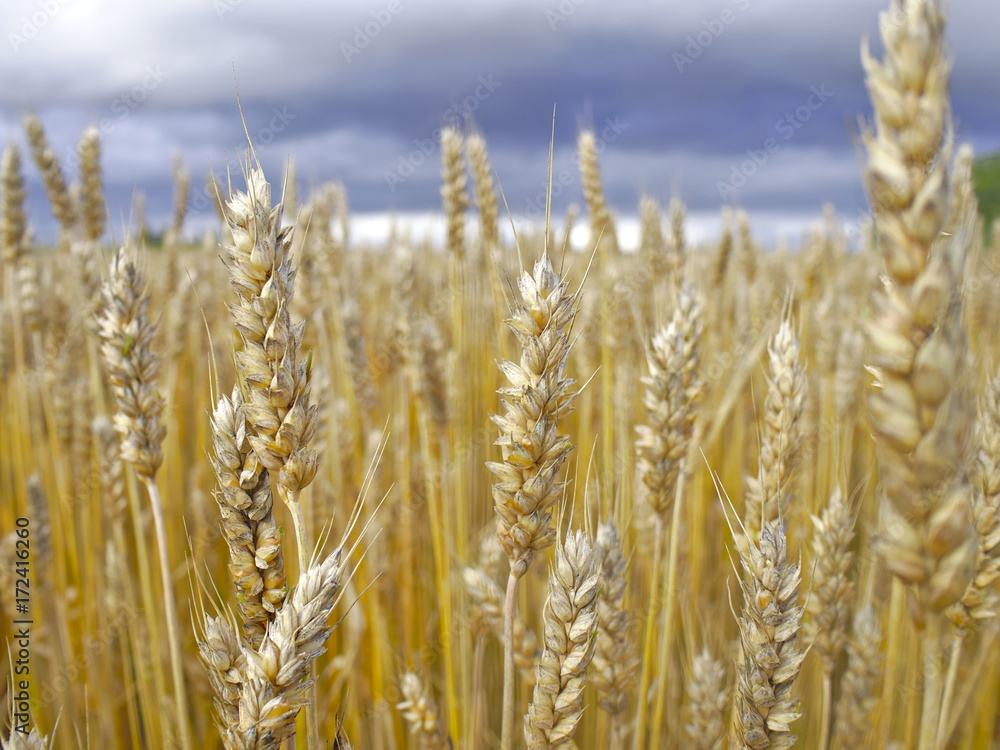 Fototapeta premium Golden wheat spikes closeup. Harvest season background.
