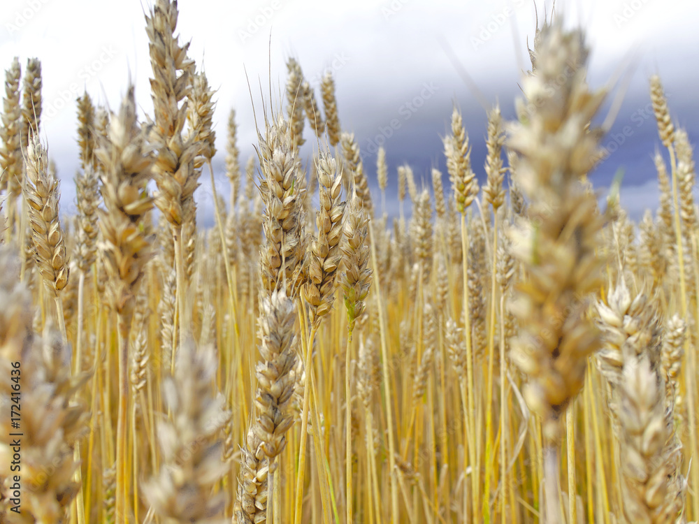 Fototapeta premium Golden wheat spikes closeup. Harvest season background.