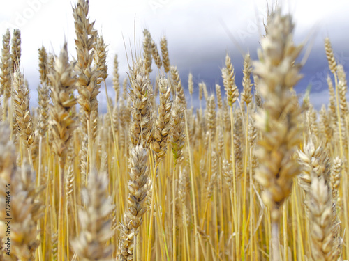 Golden wheat spikes closeup. Harvest season background.