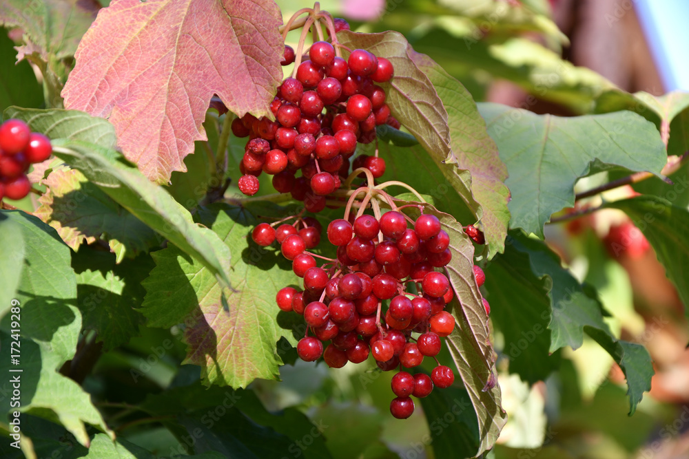 Red berry Viburnum Red berry Viburnum