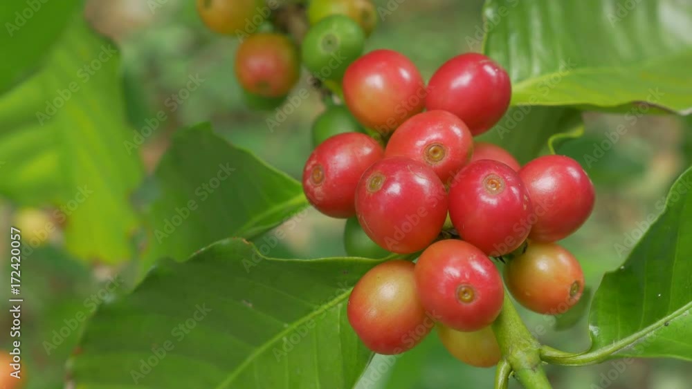 Closeup coffee cherries (beans) ripening on a coffea tree branch Closeup coffee cherries (beans) ripening on a coffea tree branch