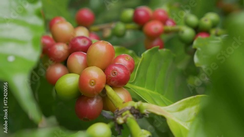 Wallpaper Mural Closeup coffee cherries (beans) ripening on a coffea tree branch Torontodigital.ca