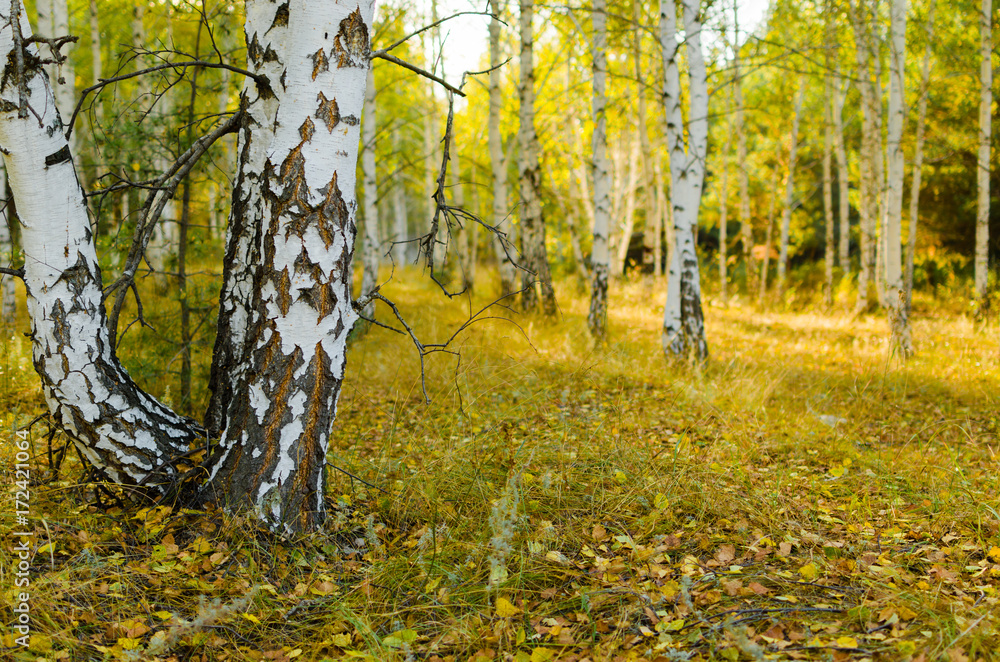 Fototapeta premium Autumn birch forest