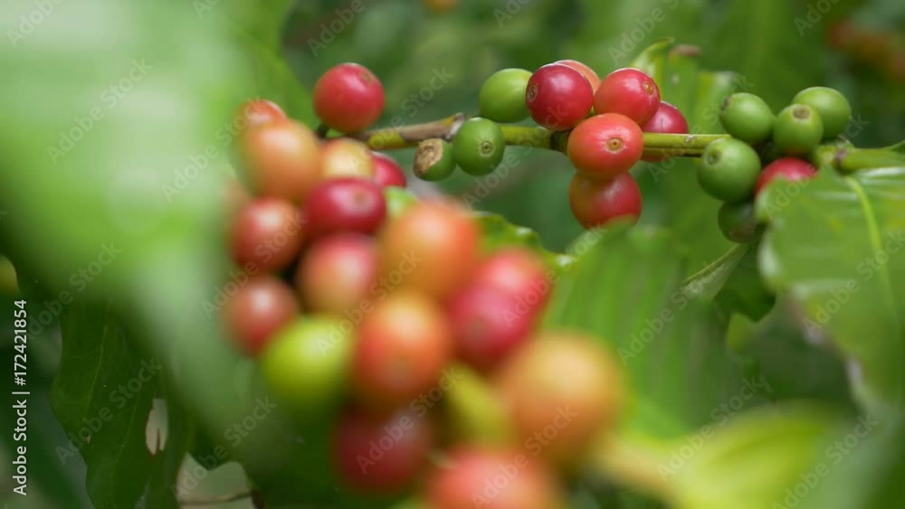 Closeup coffee cherries (beans) ripening on a coffea tree branch Closeup coffee cherries (beans) ripening on a coffea tree branch