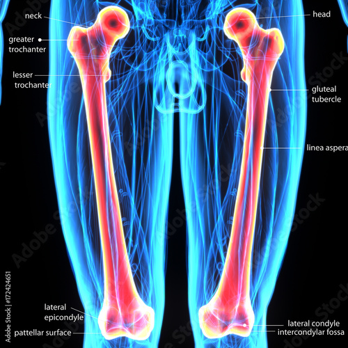 3d illustration of human body femur bone  photo