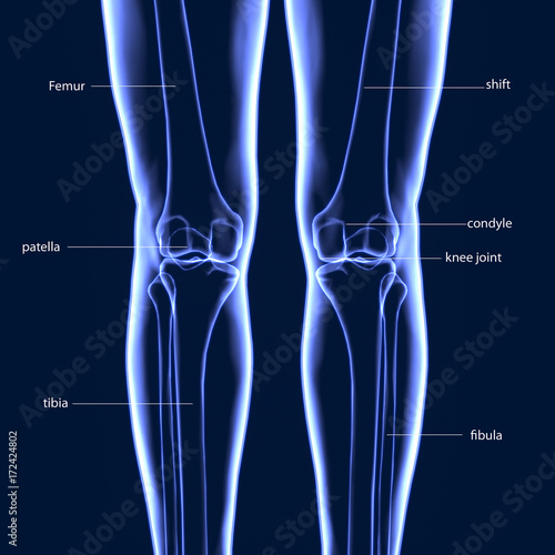 3D Illustration of Human Body Bone Joint Pains Anatomy (Leg Joints and Bones)   © PIC4U