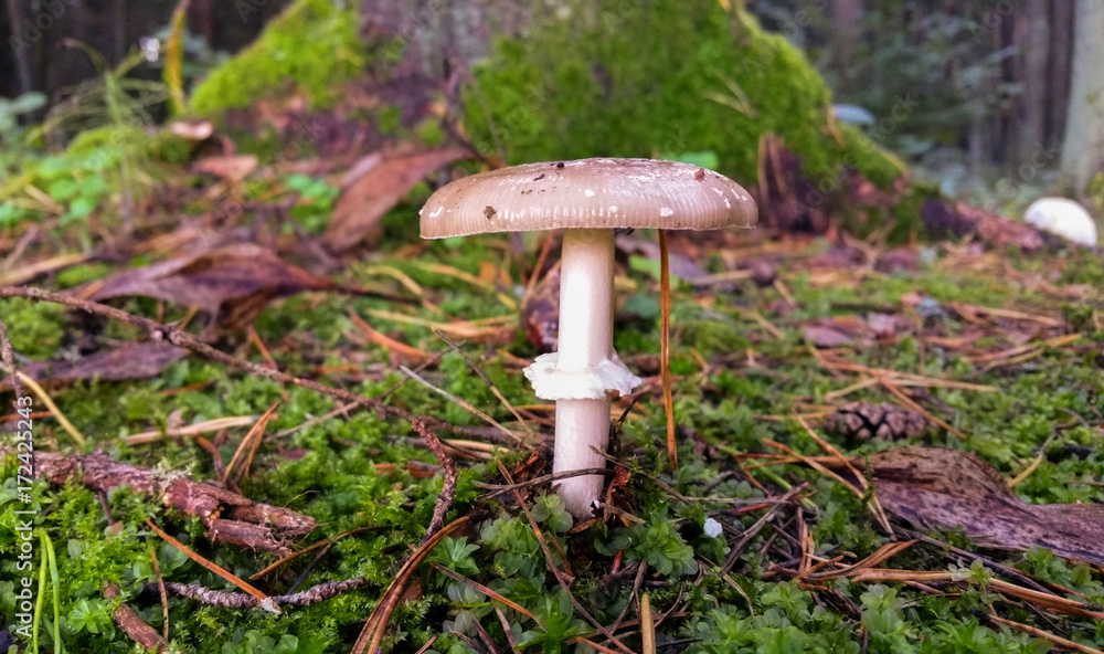 Mushrooms are grown in warm green, thick, wet moss layer. Mushrooms are grown in warm green, thick, wet moss layer.