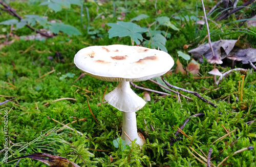 Mushrooms are grown in warm green, thick, wet moss layer.