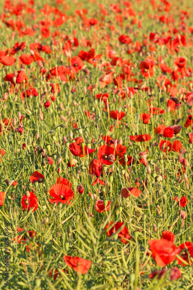 Opium poppy field with rape Papaver rhoeas