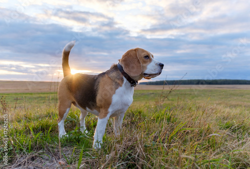 Beagle dog walking in the autumn evening