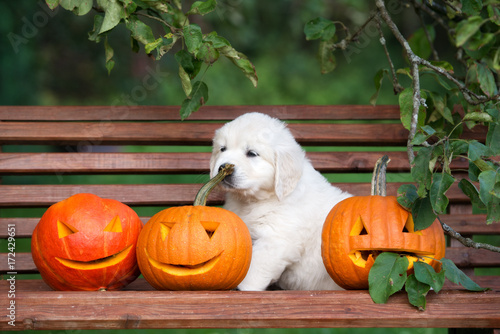adorable golden retriever puppy with pumpkins