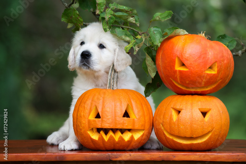 adorable golden retriever puppy posing with three pumpkins