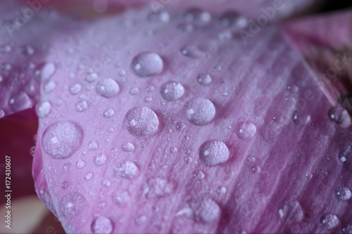 drops on lobe of lotus.