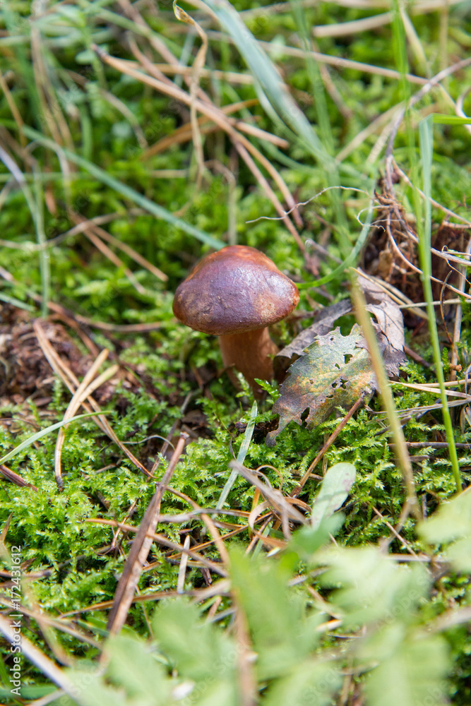 Xerocomus mushroom growing in a forest Xerocomus mushroom growing in a forest