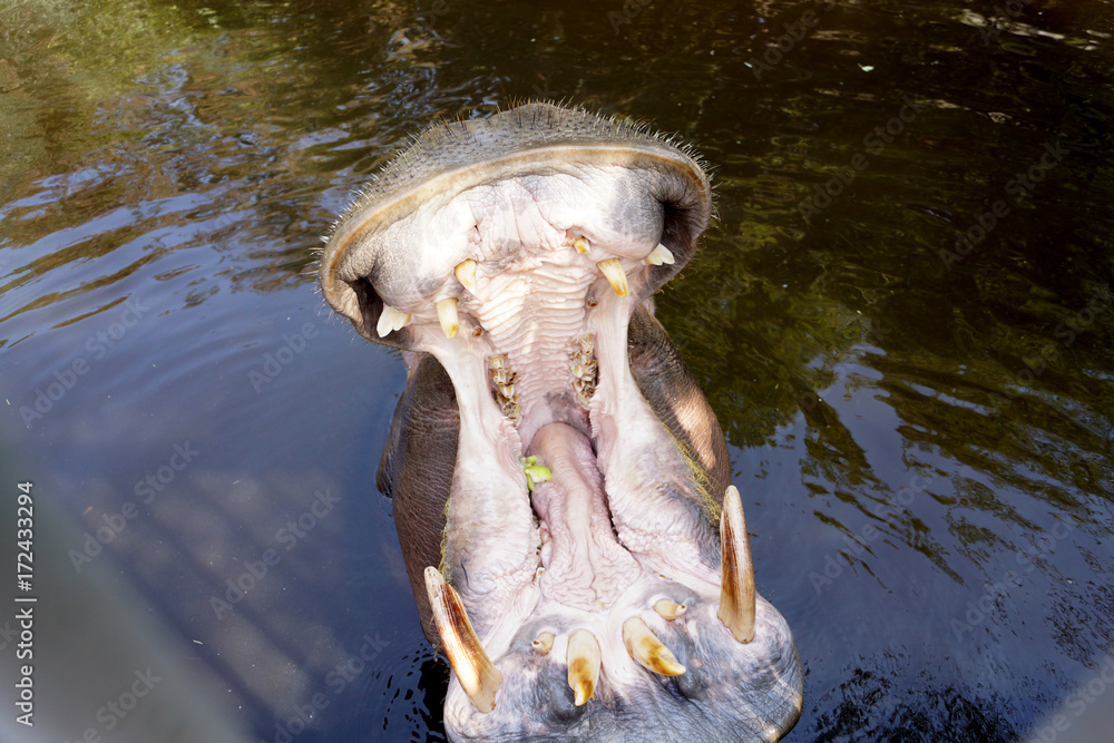 Fototapeta premium Hippo Mouth