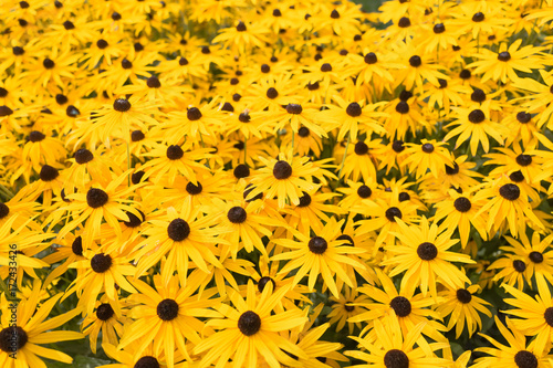 Rubeckia flowers. photo