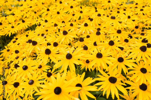 Rubeckia flowers. photo