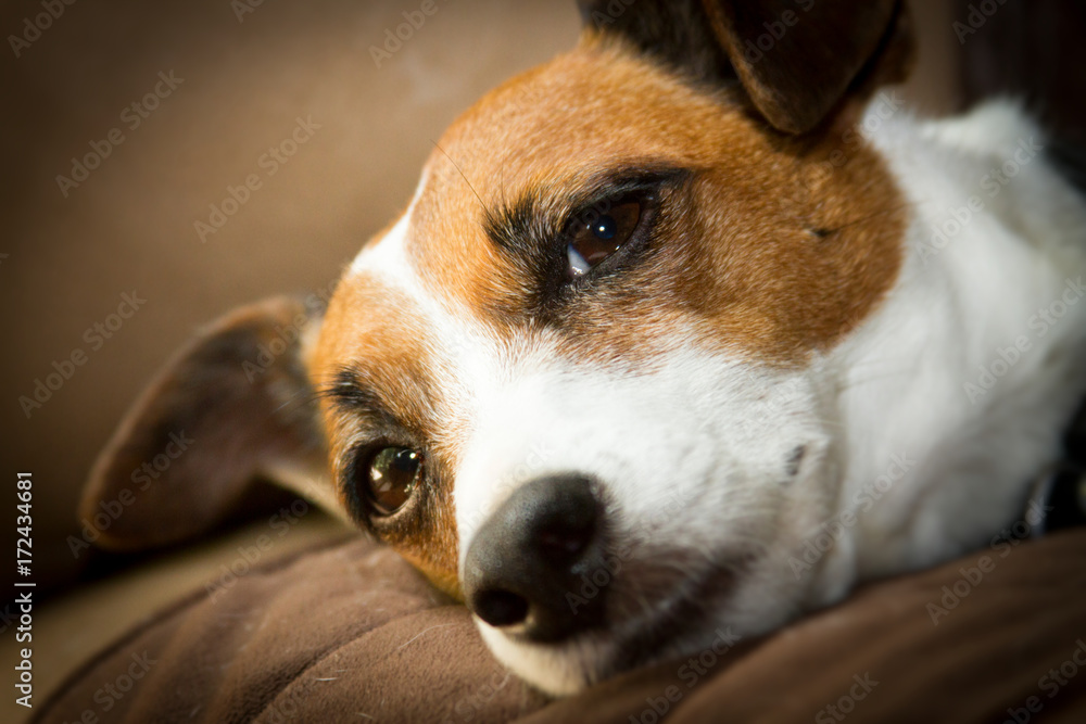 Jack Russell Terrier Jack Russell Terrier