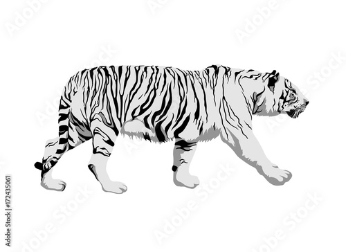Fototapeta Naklejka Na Ścianę i Meble -  White tiger. Side view