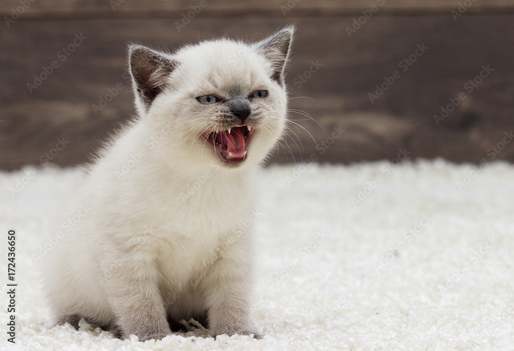 Fototapeta premium british straight kitten ears looks