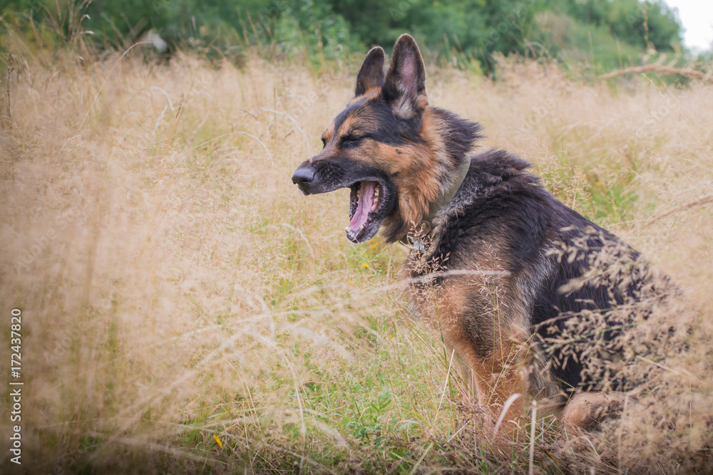 German shepherd dog in sunny autumn German shepherd dog in sunny autumn