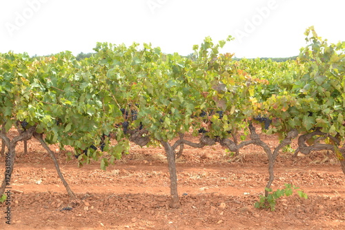 rijpe, blauwe druiven aan de wijnstok in de Franse Verdon photo