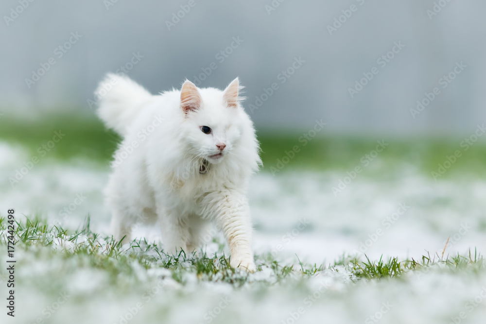 Adorable white cat  in the nature