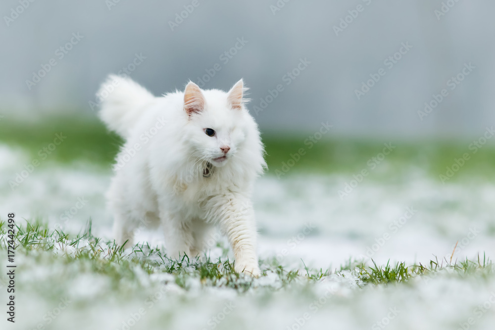 Adorable white cat in the nature Adorable white cat in the nature