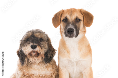 Portrait of two looking crossbreed dogs against white.