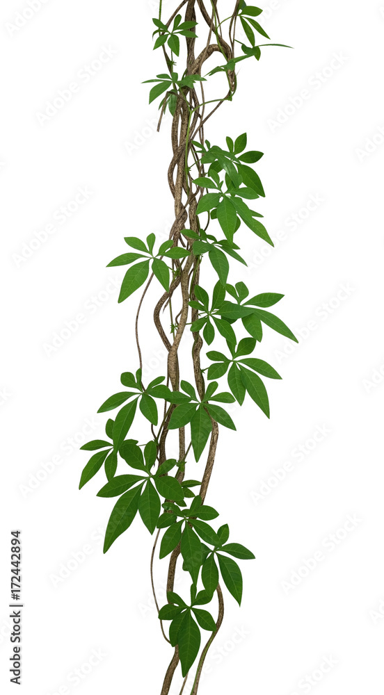 Naklejka premium Wild morning glory leaves climbing on twisted jungle liana isolated on white background, clipping path included