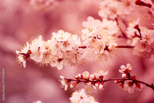 Blossoming of the apricot tree in spring time with white beautiful flowers. Macro image with copy space. Natural seasonal background. © Roxana