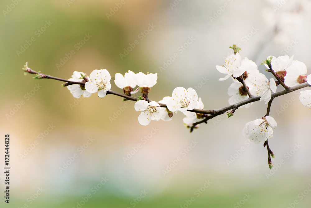 Blossoming of the apricot tree in spring time with white beautiful flowers. Macro image with copy space. Natural seasonal background. Blossoming of the apricot tree in spring time with white beautiful flowers. Macro image with copy space. Natural seasonal background.